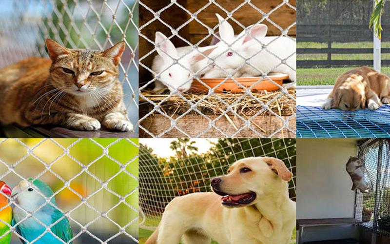 pets-safety-nets-in-chennai